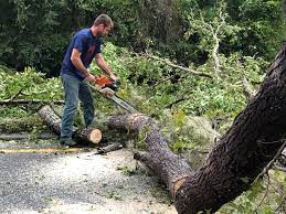  Labarque Creek, MO Tree Care Pros