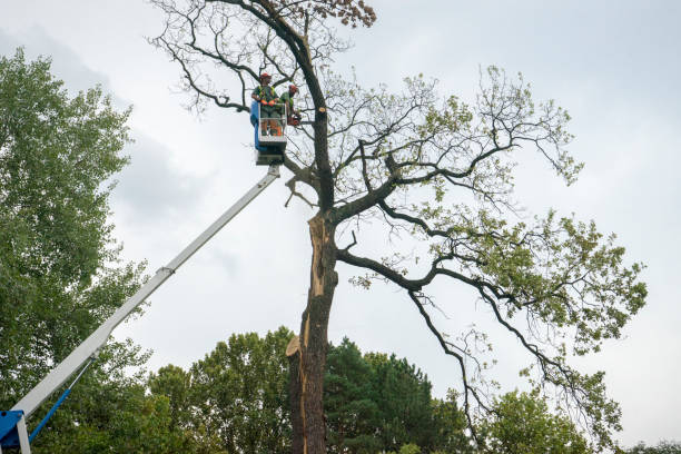 Best Tree and Shrub Care  in Labarque Creek, MO
