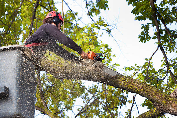 Best Storm Damage Tree Cleanup  in Labarque Creek, MO